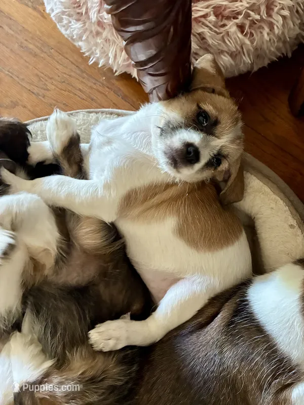 Macy – Chihuahua, Shih Tzu puppy for sale in Lakeland, FL