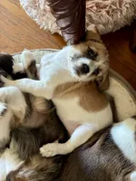 Macy, a female Chihuahua and Shih Tzu for sale in Lakeland, FL – 3 of 10