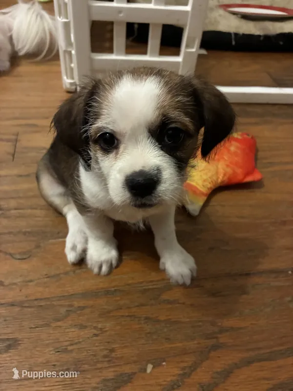 Mia – Chihuahua, Shih Tzu puppy for sale in Lakeland, FL