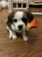 Mia, a female Chihuahua and Shih Tzu for sale in Lakeland, FL – 1 of 4