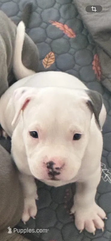 Elvis , a male American Bully for sale in The Bronx, NY – Photo 1 of 7