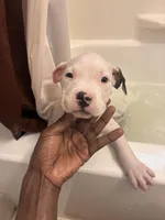 Elvis , a male American Bully for sale in The Bronx, NY – Photo 4 of 7