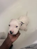 Elvis , a male American Bully for sale in The Bronx, NY – Photo 6 of 7