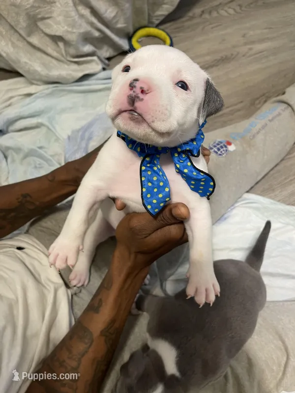 Elvis  – American Bully puppy for sale in The Bronx, NY