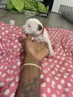 Elvis , a male American Bully for sale in The Bronx, NY – Photo 5 of 7