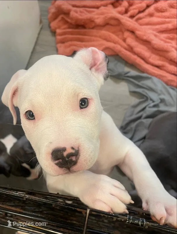 Elvis  – American Bully puppy for sale in The Bronx, NY