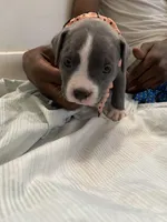 Miracle , a female American Bully for sale in The Bronx, NY – Photo 7 of 7