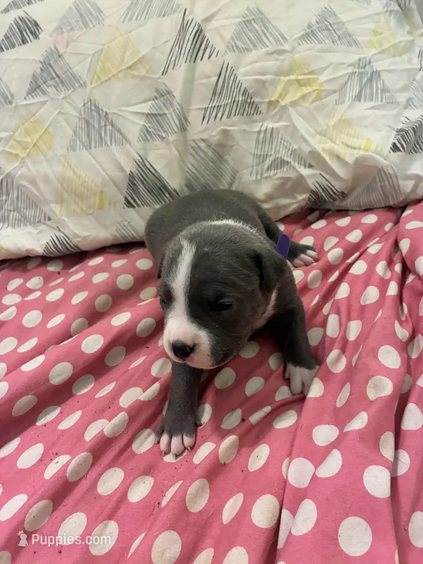 Miracle  – American Bully puppy for sale in The Bronx, NY