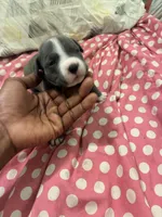 Miracle , a female American Bully for sale in The Bronx, NY – Photo 6 of 8