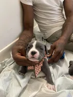 Miracle , a female American Bully for sale in The Bronx, NY – Photo 6 of 7