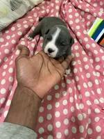 Miracle , a female American Bully for sale in The Bronx, NY – Photo 2 of 8