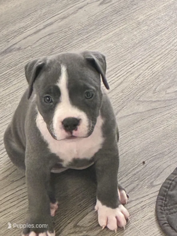 Miracle  – American Bully puppy for sale in The Bronx, NY