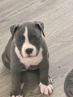 Miracle , a female American Bully for sale in The Bronx, NY – Photo 1 of 7