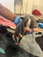 Miracle , a female American Bully for sale in The Bronx, NY – Photo 3 of 3