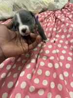 Miracle , a female American Bully for sale in The Bronx, NY – Photo 4 of 8