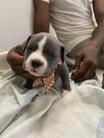 Miracle , a female American Bully for sale in The Bronx, NY – Photo 5 of 7