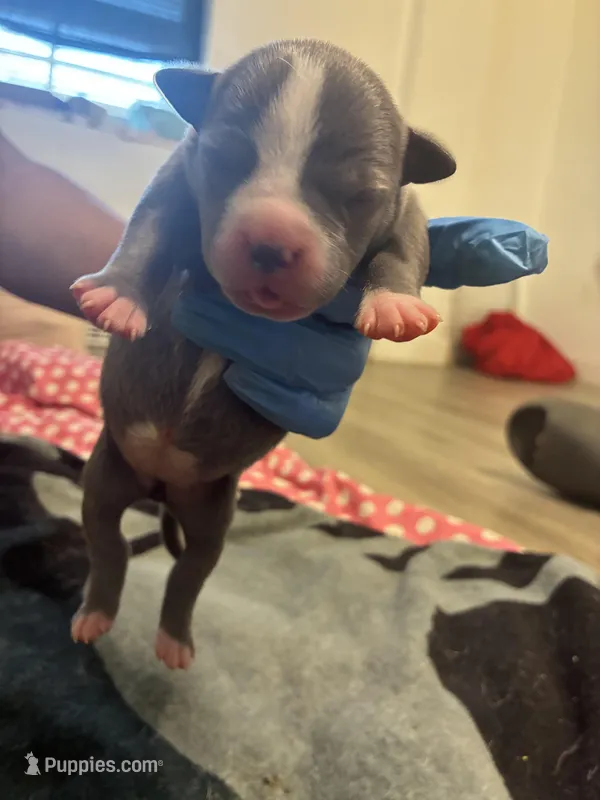 Miracle , a female American Bully for sale in The Bronx, NY – Photo 1 of 3