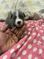 Miracle , a female American Bully for sale in The Bronx, NY – Photo 3 of 8