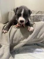 Miracle , a female American Bully for sale in The Bronx, NY – Photo 3 of 7