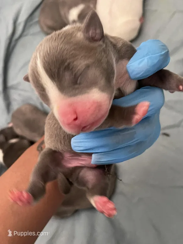 Jr  – American Bully puppy for sale in The Bronx, NY