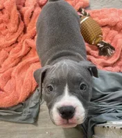 Princess , a female American Bully for sale in The Bronx, NY – 3 of 10