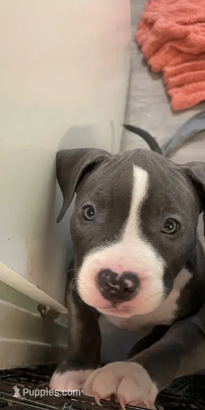 Miracle  – American Bully puppy for sale in The Bronx, NY
