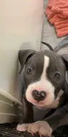 Miracle , a female American Bully for sale in The Bronx, NY – 2 of 10