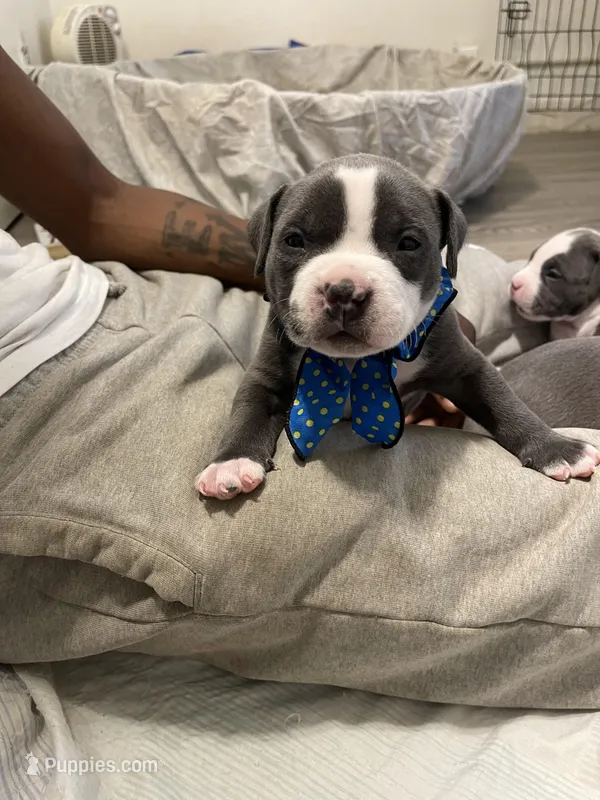 Gotham  – American Bully puppy for sale in The Bronx, NY