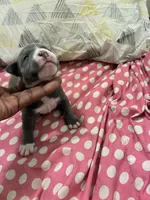 Gotham , a female American Bully for sale in The Bronx, NY – Photo 3 of 10