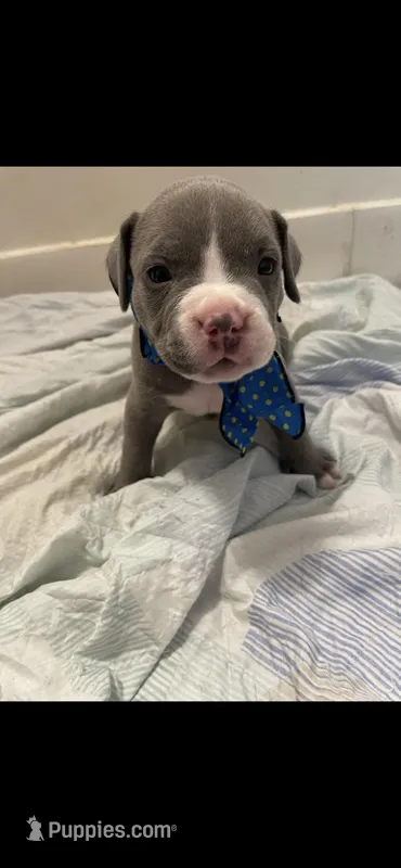Gotham  – American Bully puppy for sale in The Bronx, NY