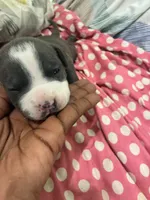 Gotham , a female American Bully for sale in The Bronx, NY – Photo 2 of 10