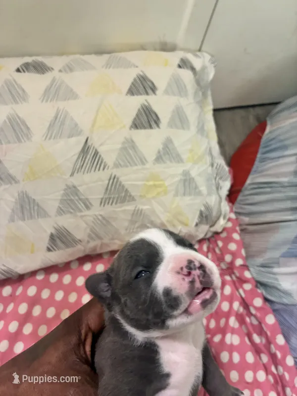Gotham  – American Bully puppy for sale in The Bronx, NY