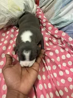 Gotham , a female American Bully for sale in The Bronx, NY – Photo 10 of 10