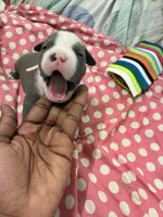 Diamond , a female American Bully for sale in The Bronx, NY – Photo 1 of 9