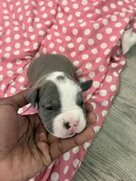 Diamond , a female American Bully for sale in The Bronx, NY – Photo 2 of 9