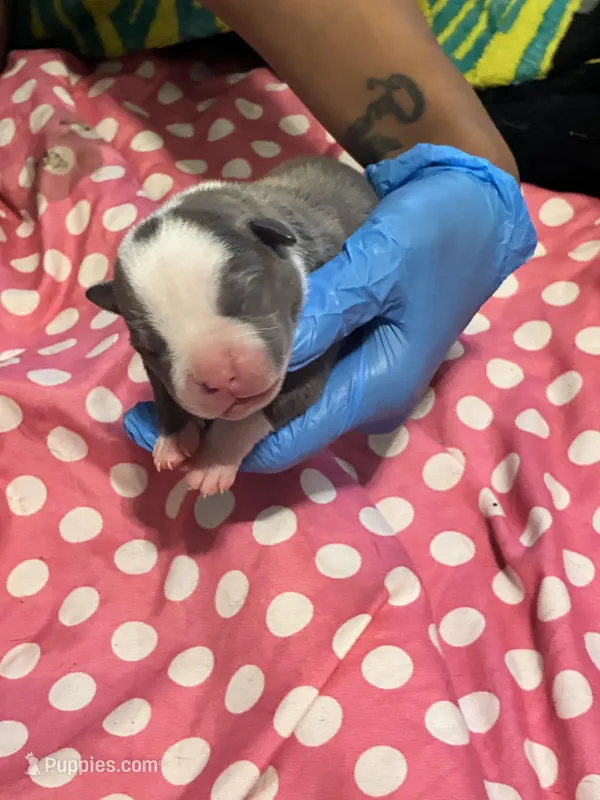 Diamond  – American Bully puppy for sale in The Bronx, NY