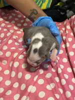 Diamond , a female American Bully for sale in The Bronx, NY – Photo 3 of 4