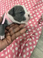 Diamond , a female American Bully for sale in The Bronx, NY – Photo 9 of 9