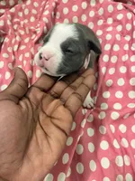 Diamond , a female American Bully for sale in The Bronx, NY – Photo 4 of 9