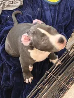 Miracle , a female American Bully for sale in The Bronx, NY – 4 of 10