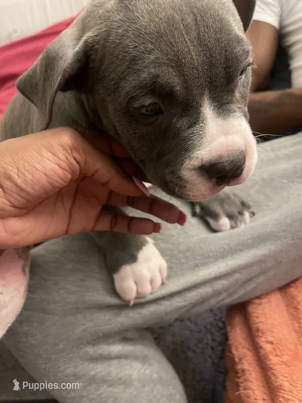 Princess  – American Bully puppy for sale in The Bronx, NY