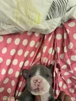 Twin , a male American Bully for sale in The Bronx, NY – Photo 6 of 10