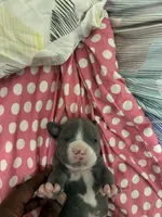 Twin , a male American Bully for sale in The Bronx, NY – Photo 3 of 10