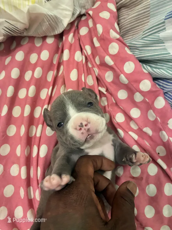 Twin  – American Bully puppy for sale in The Bronx, NY