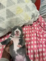 Twin , a male American Bully for sale in The Bronx, NY – Photo 4 of 10