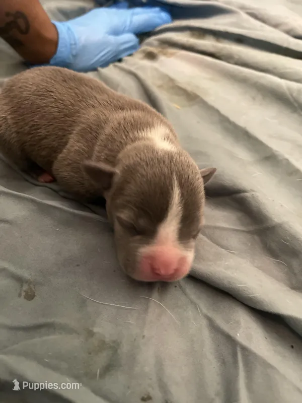 Twin  – American Bully puppy for sale in The Bronx, NY