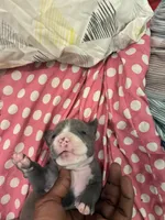 Twin , a male American Bully for sale in The Bronx, NY – Photo 5 of 10