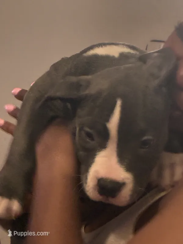 Miracle  – American Bully puppy for sale in The Bronx, NY