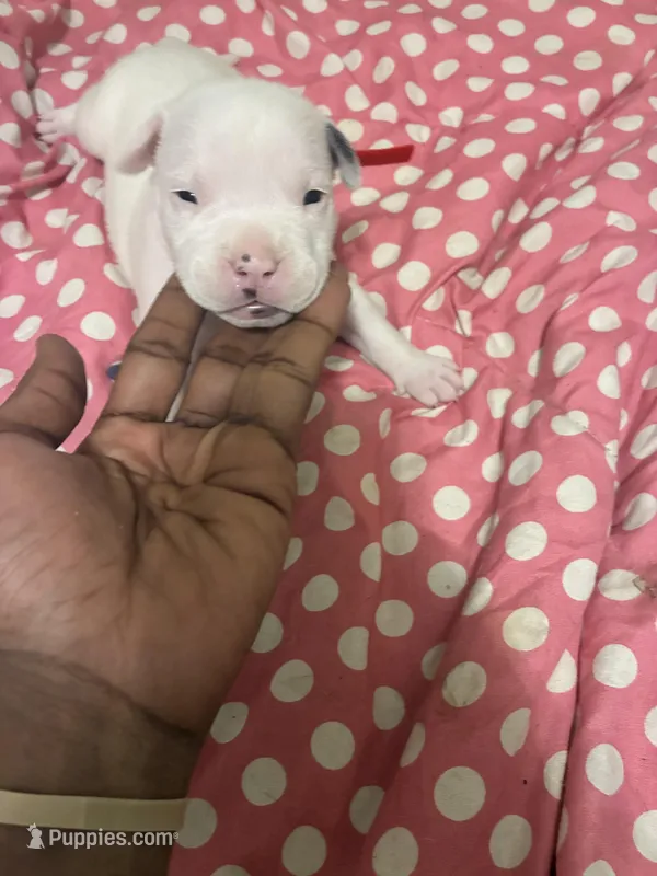 Elvis  – American Bully puppy for sale in The Bronx, NY