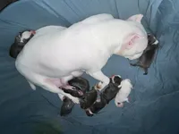 Elvis , a male American Bully for sale in The Bronx, NY – Photo 3 of 5